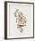 Ptilotis Versicolor-John Gould-Framed Giclee Print