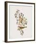 Ptilotis Versicolor-John Gould-Framed Giclee Print