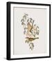 Ptilotis Versicolor-John Gould-Framed Giclee Print