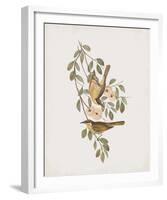 Ptilotis Versicolor-John Gould-Framed Giclee Print