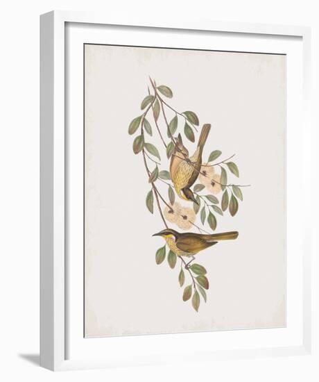 Ptilotis Versicolor-John Gould-Framed Giclee Print