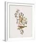 Ptilotis Versicolor-John Gould-Framed Giclee Print