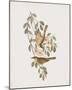 Ptilotis Versicolor-John Gould-Mounted Giclee Print