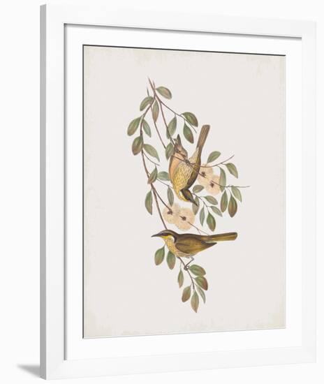 Ptilotis Versicolor-John Gould-Framed Giclee Print