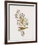 Ptilotis Versicolor-John Gould-Framed Giclee Print