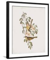 Ptilotis Versicolor-John Gould-Framed Giclee Print