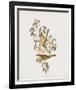 Ptilotis Versicolor-John Gould-Framed Giclee Print