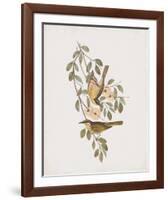 Ptilotis Versicolor-John Gould-Framed Giclee Print