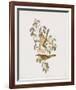 Ptilotis Versicolor-John Gould-Framed Giclee Print