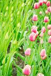 Colorful Field with Tulips and A Blue Sky-ptnphoto-Photographic Print