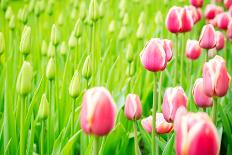 Field with Yellow and Red Tulips in Holland-ptnphoto-Photographic Print