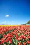 Colorful Field with Tulips and A Blue Sky-ptnphoto-Framed Photographic Print