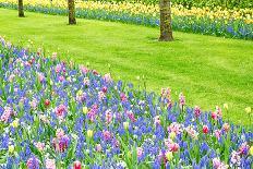 Colorful Field with Tulips and A Blue Sky-ptnphoto-Photographic Print