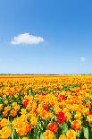 Colorful Field with Tulips and A Blue Sky-ptnphoto-Framed Photographic Print