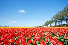 Red Tulips Field and A Farm in Holland-ptnphoto-Photographic Print