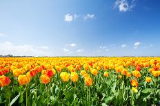 Red Tulips Field and A Farm in Holland-ptnphoto-Photographic Print