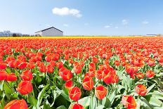 Colorful Field with Tulips and A Blue Sky-ptnphoto-Framed Stretched Canvas