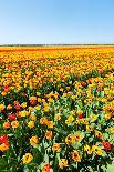 Red Tulips Field and A Farm in Holland-ptnphoto-Photographic Print