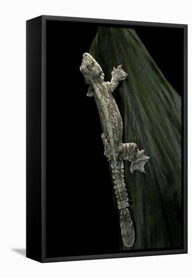 Ptychozoon Kuhli (Flying Gecko)-Paul Starosta-Framed Stretched Canvas