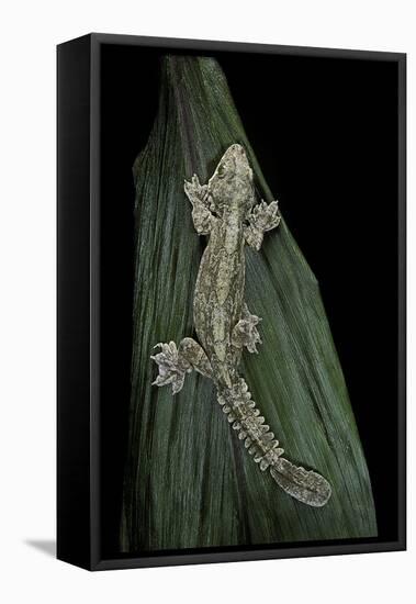 Ptychozoon Kuhli (Flying Gecko)-Paul Starosta-Framed Stretched Canvas