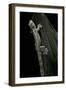 Ptychozoon Kuhli (Flying Gecko)-Paul Starosta-Framed Photographic Print