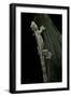 Ptychozoon Kuhli (Flying Gecko)-Paul Starosta-Framed Photographic Print