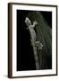 Ptychozoon Kuhli (Flying Gecko)-Paul Starosta-Framed Photographic Print