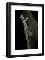 Ptychozoon Kuhli (Flying Gecko)-Paul Starosta-Framed Photographic Print