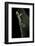 Ptychozoon Kuhli (Flying Gecko)-Paul Starosta-Framed Photographic Print