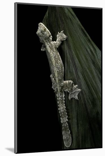 Ptychozoon Kuhli (Flying Gecko)-Paul Starosta-Mounted Photographic Print
