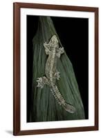 Ptychozoon Kuhli (Flying Gecko)-Paul Starosta-Framed Photographic Print