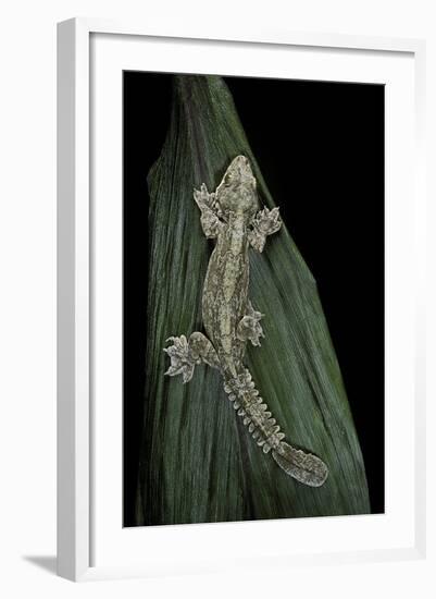 Ptychozoon Kuhli (Flying Gecko)-Paul Starosta-Framed Photographic Print