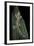 Ptychozoon Kuhli (Flying Gecko)-Paul Starosta-Framed Photographic Print