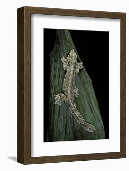 Ptychozoon Kuhli (Flying Gecko)-Paul Starosta-Framed Photographic Print