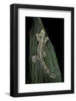 Ptychozoon Kuhli (Flying Gecko)-Paul Starosta-Framed Photographic Print