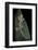 Ptychozoon Kuhli (Flying Gecko)-Paul Starosta-Framed Photographic Print