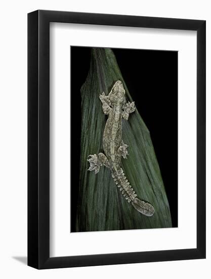 Ptychozoon Kuhli (Flying Gecko)-Paul Starosta-Framed Photographic Print