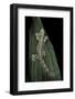 Ptychozoon Kuhli (Flying Gecko)-Paul Starosta-Framed Photographic Print