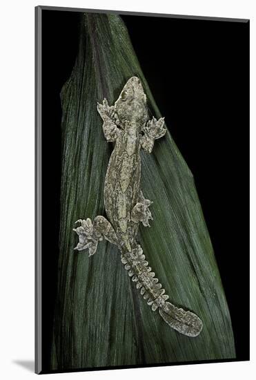 Ptychozoon Kuhli (Flying Gecko)-Paul Starosta-Mounted Photographic Print