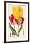 Pubescent-Stalked Tulip (1823 - 1829)-E^ Dalton Smith & Robert Sweet-Framed Art Print