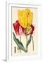 Pubescent-Stalked Tulip (1823 - 1829)-E^ Dalton Smith & Robert Sweet-Framed Art Print