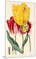 Pubescent-Stalked Tulip (1823 - 1829)-E^ Dalton Smith & Robert Sweet-Mounted Art Print