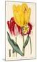 Pubescent-Stalked Tulip (1823 - 1829)-E^ Dalton Smith & Robert Sweet-Mounted Art Print