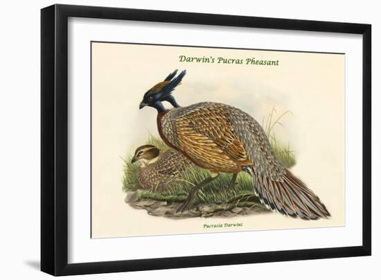 Pucrasia Darwini - Darwin's Pucras Pheasant-John Gould-Framed Art Print