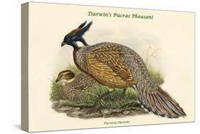 Pucrasia Darwini - Darwin's Pucras Pheasant-John Gould-Stretched Canvas