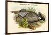 Pucrasia Macrolopha Himalayan Pucras Pheasant-John Gould-Framed Art Print