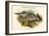 Pucrasia Macrolopha Himalayan Pucras Pheasant-John Gould-Framed Art Print