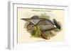 Pucrasia Macrolopha Himalayan Pucras Pheasant-John Gould-Framed Art Print