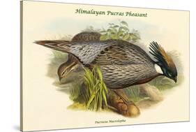 Pucrasia Macrolopha Himalayan Pucras Pheasant-John Gould-Stretched Canvas