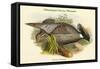 Pucrasia Macrolopha Himalayan Pucras Pheasant-John Gould-Framed Stretched Canvas